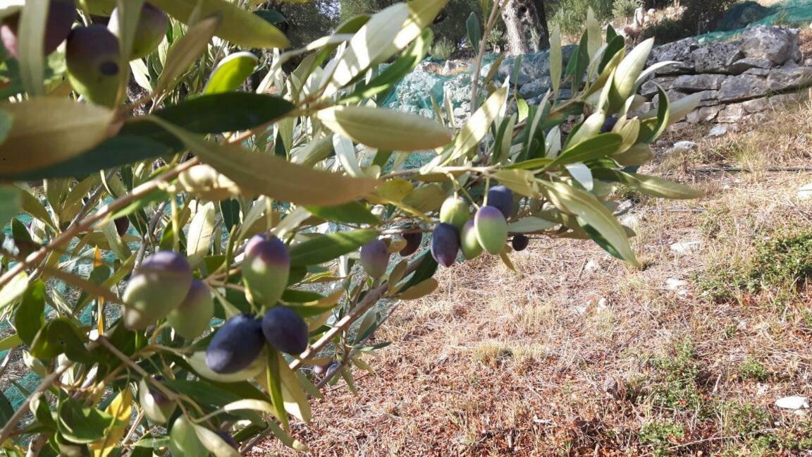 The Olive Grove House Kassiopi Exterior foto